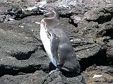 Galapagos 6-2-04 Bartolome Galapagos Penguin